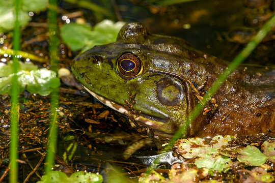 American bullfrog (Lithobates catesbeianus), in marsh