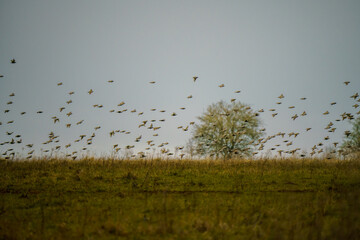 a large flock of starlings (Sturnus vulgaris) flying low over grassland on Salisbury Plain Wiltshire UK