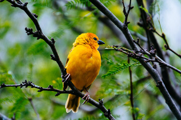 close up photo of colorful bird in the tree