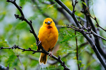 close up photo of colorful bird in the tree