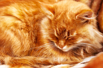 The ginger cat sleeps on a tiger-print blanket.