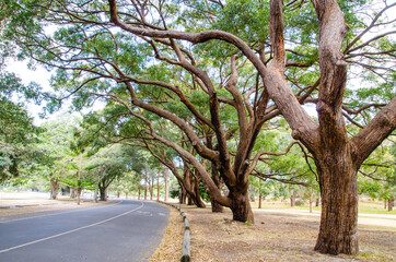 Obraz premium Beautiful trees alongside the road at Centennial Park, Sydney, Australia.