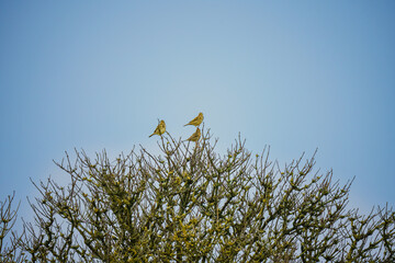three corn bunting (Emberiza calandra) sat atop a small winter tree, Wiltshire UK