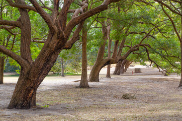 Fototapeta premium Beautiful trees at Centennial Park, Sydney, Australia.