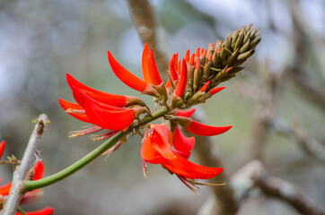 Erythrina variegata red flower, Centennial Park, Sydney, Australia.