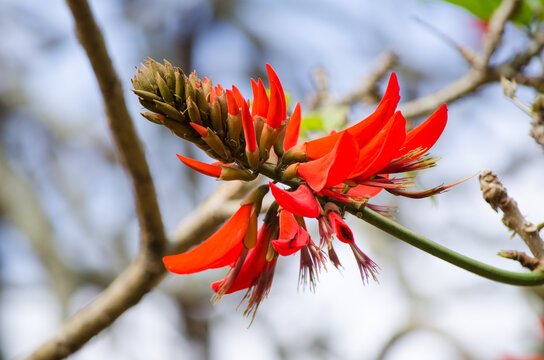 Erythrina variegata red flower, Centennial Park, Sydney, Australia.