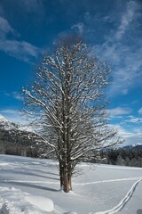 bäume in einer winterlandschaft mit skispuren in ramsau am dachstein alpen steiermark österreich, wintry landscape in ramsau dachstein austrian alps styria