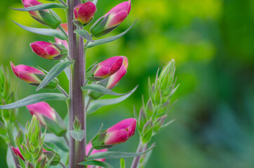 Lupinus, Lupin, wild lupine with pink, red flowers.