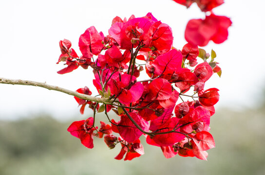Red Bougainvillea flower in spring season at a botanical garden.