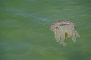 Jellyfish swimming in shallow ocean water at Brighton le sands beach, Sydney, Australia.