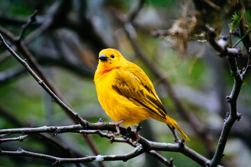 close up photo of colorful bird in the tree