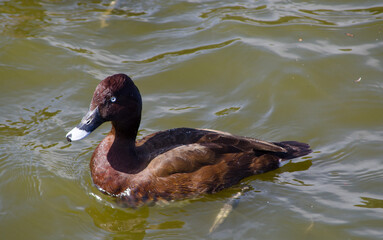Hardhead or White-eyed duck swimming in the pond at Centennial park, Sydney, Australia
