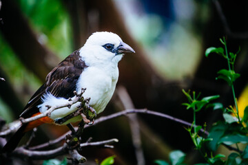 close up photo of colorful bird in the tree
