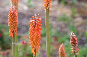 Redhot poker, or Kniphofia flower in orange color in a spring season at a botanical garden.