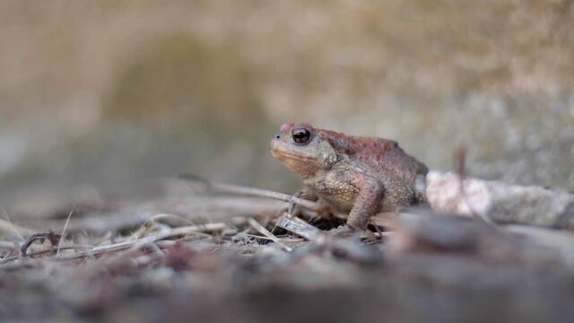 The European common toad (Bufo bufo) jumps and walks when catching flies. The flies are flying away.