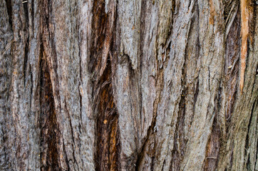 Obraz premium Brown Wood tree texture, surface pattern.