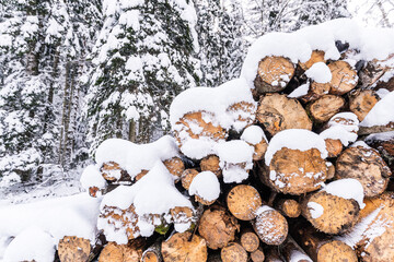 Stack of wooden logs in winter snow with forest background