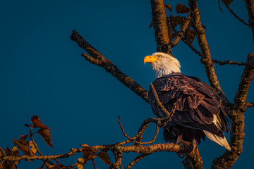 2021-12-11 A MATURE BALD EAGLE PERCHED IN A DEAD SNAG WITH A BLUE SKY AT DUSK