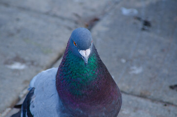Close-up Male pigeon bird showing its beautiful neck color.