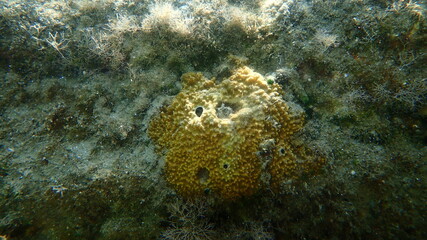 Variable loggerhead sponge (Ircinia variabilis) undersea, Aegean Sea, Greece, Halkidiki