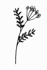 Hand-drawn contour meadow flower. Simple vector illustration of doodle style tansy.