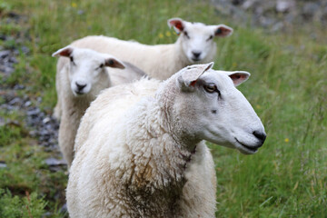 Schaf / Sheep / Ovis