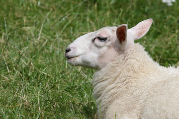 Fototapeta premium Schaf / Sheep / Ovis