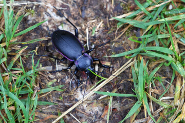 Blauvioletter Waldlaufkäfer / Carabus problematicus / Carabus problematicus