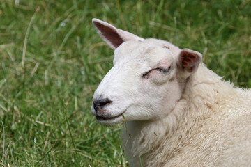 Obraz premium Schaf / Sheep / Ovis