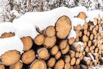 Stack of wooden logs in winter snow with forest background