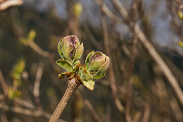 The flower buds of the lilacs (lat. Syringa vulgaris) are blossoming and the inflorescences will appear. Spring.
