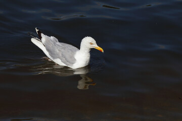 Silbermöwe / European herring gull / Larus argentatus
