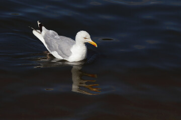 Silbermöwe / European herring gull / Larus argentatus