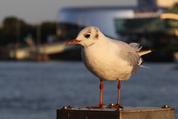Zwergmöwe / Little gull / Hydrocoloeus minutus or Larus minutus