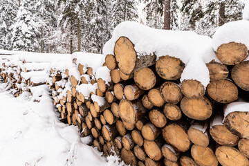 Stack of wooden logs in winter snow with forest background