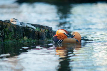 mandarian duck in the water