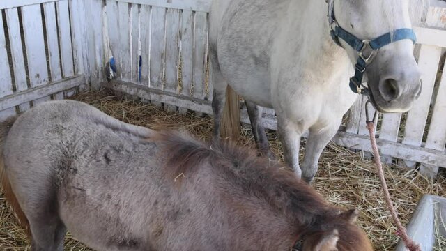 Small Newborn Pony With Mother Horse in Stable at Farm