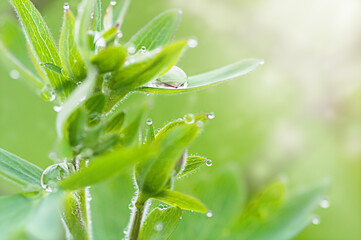A drops of water on a blade of flower buds