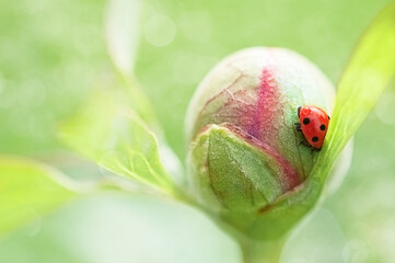 Fototapeta premium peony bud with a ladybug beetle on it