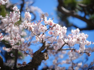 函館の桜