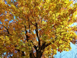 輝くイチョウの木