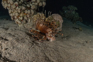 Lion fish in the Red Sea colorful fish, Eilat Israel
