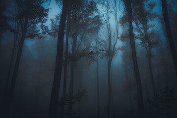 Dense fog in dark forest at autumn. Beautiful landscape of nature. Blue light coming through the trees. High quality photo
