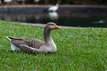Fototapeta premium Close up napping Graylag Goose on a green grass with lake view on the background.