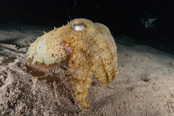 Squid in the Red Sea Colorful and beautiful, Eilat Israel
