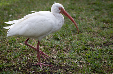 In a close shot of an adult American white Ibis (Eudocimus Albus) walking on the grass while lifting his/her left leg and closing his/her nictitating membrane (third eyelid).