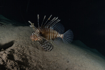 Lion fish in the Red Sea colorful fish, Eilat Israel
