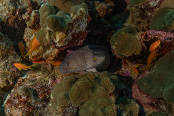 Moray eel Mooray lycodontis undulatus in the Red Sea, Eilat Israel
