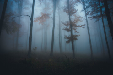 Dense fog in dark forest at autumn. Beautiful landscape of nature. Blue light coming through the trees. High quality photo