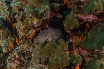 Moray eel Mooray lycodontis undulatus in the Red Sea, Eilat Israel
